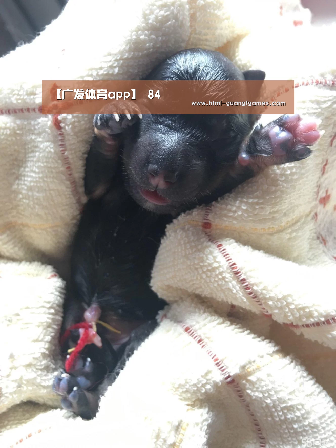 广发体育app